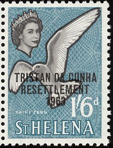 White Tern (Gygis alba)